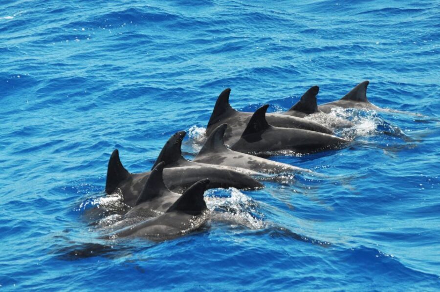 Morro Jable: Dolphin & Whale Watching Cruise, Drinks & Swim - What you might see off Fuerteventura (and how to keep expectations realistic)