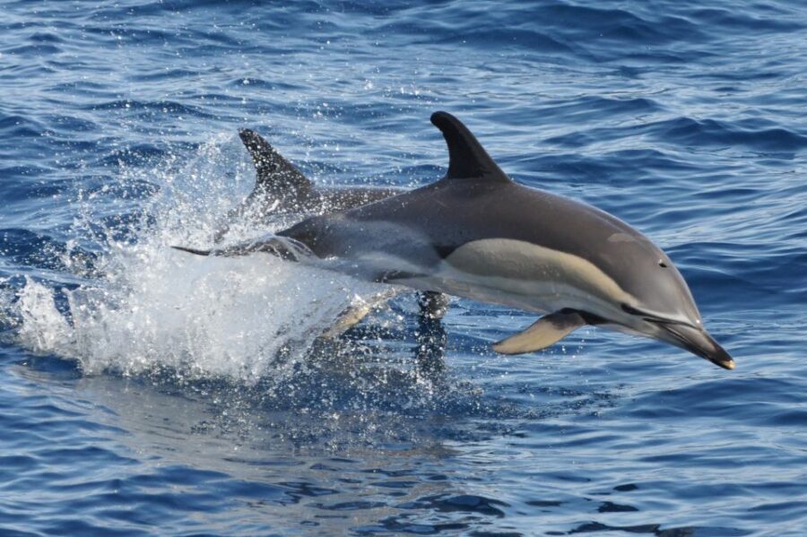Morro Jable: Dolphin & Whale Watching Cruise, Drinks & Swim - The Jandía swim stop: the best kind of break from the searching