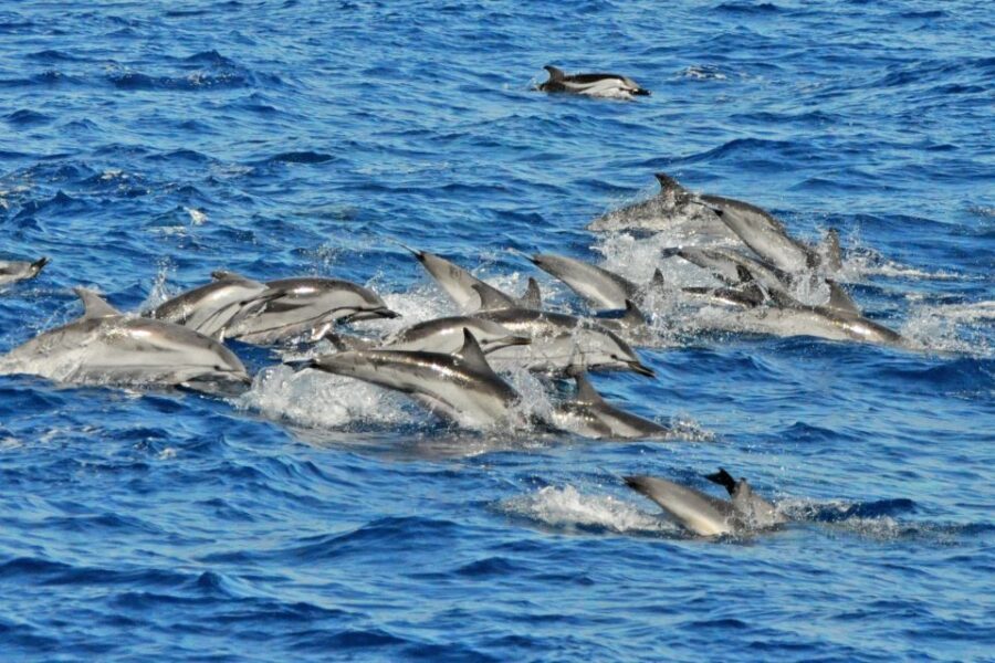 Morro Jable: Dolphin & Whale Watching Cruise, Drinks & Swim - Price and value: is $58 fair for a 2-hour wildlife outing?