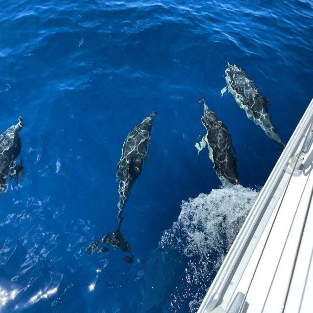 Morro Jable: Sailing Boat Excursion with Food and Drinks - Key things I’d circle in advance