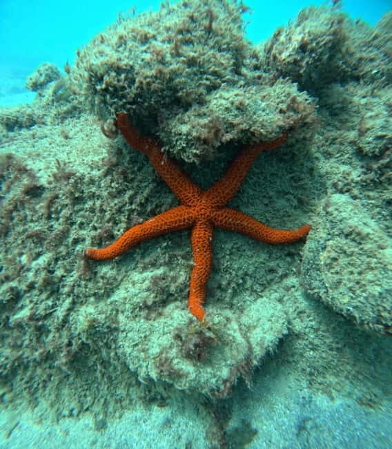 Morro Jable: Snorkeling Adventure - Key highlights worth planning for