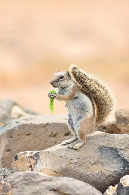 Popcorn Beach, Isla de Lobos y Dunas: ¡Popcorn Beach! - Corralejo Sand Dunes: Desert Mood Without Leaving the Islands
