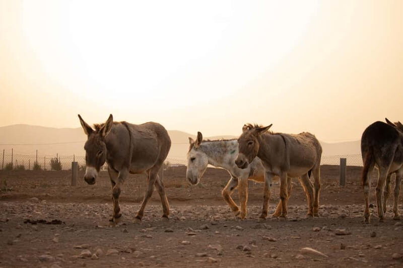 The Animal Academy - Shelter Tour - Meet the farm animals like individuals (not exhibits)