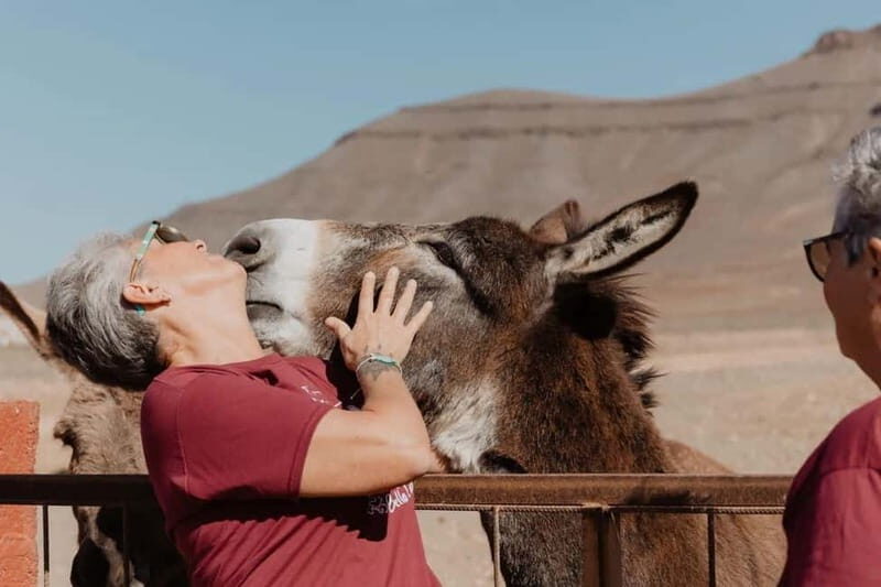 The Animal Academy - Shelter Tour - Your 2-hour visit: guided tour first, then your own pace