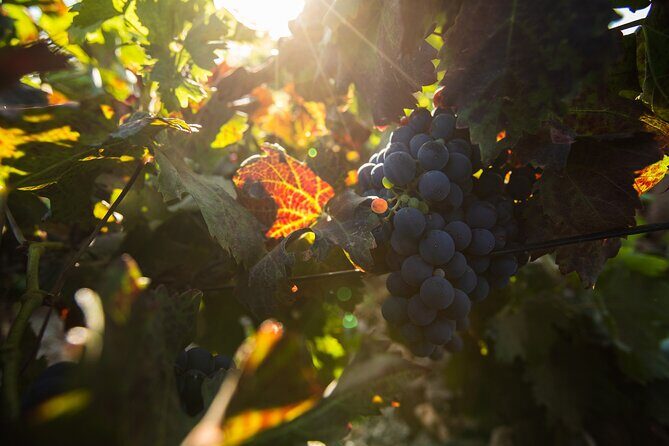 Vineyard tour with wine tasting and local products - The Local Bites Portion: What You’ll Eat and What to Expect