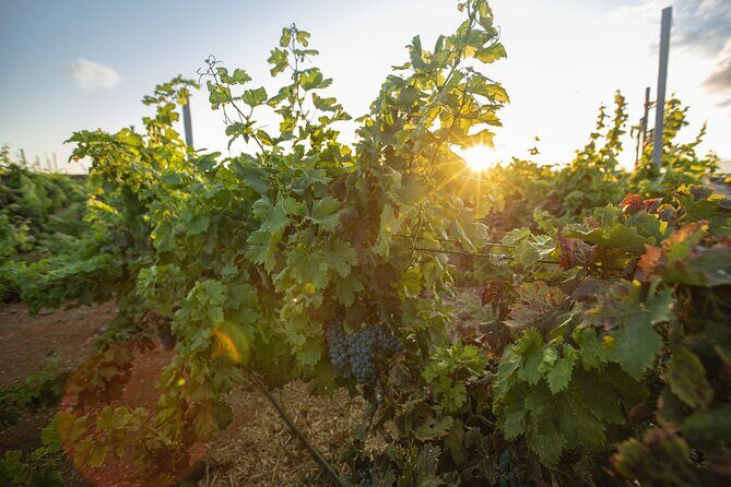 Vineyard tour with wine tasting and local products - Guide Energy: Eleonora and Izabella Make the Difference
