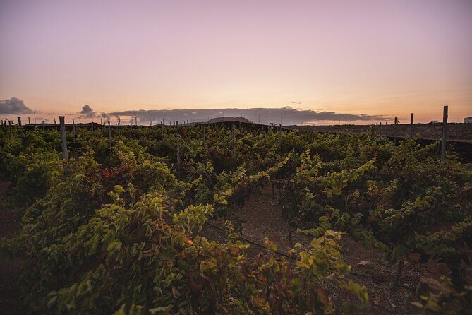 Vineyard tour with wine tasting and local products - Price and Value: Is $42.05 Worth It?